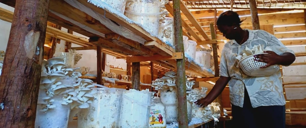 Our mushrooms farm at Nakivale